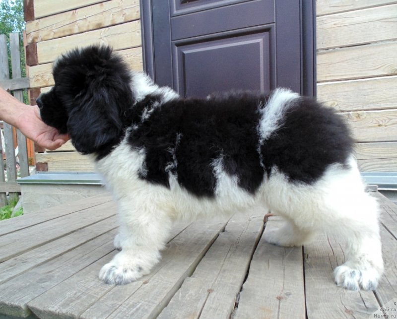 Фото: ньюфаундленд Illulisat ot Karel'skih Medvedey (Иллулисат от Карельских Медведей)