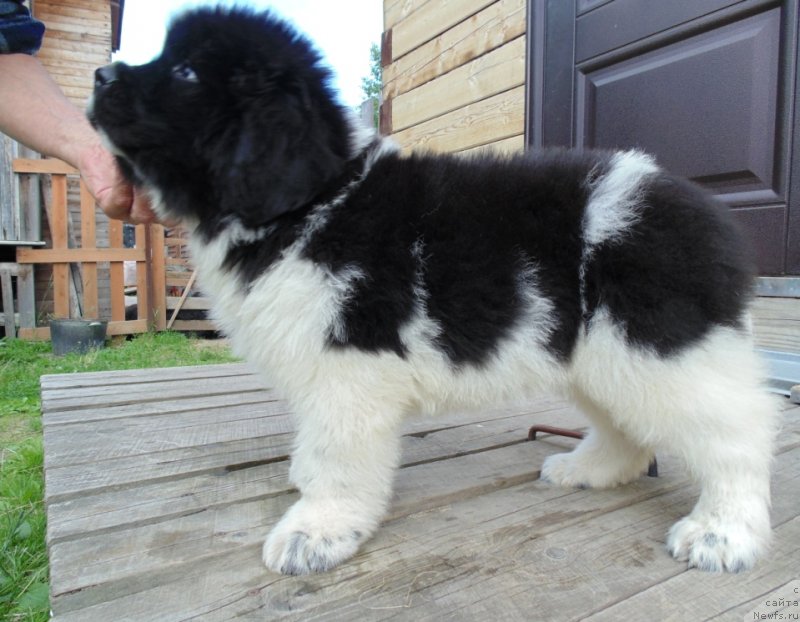 Фото: ньюфаундленд Illulisat ot Karel'skih Medvedey (Иллулисат от Карельских Медведей)