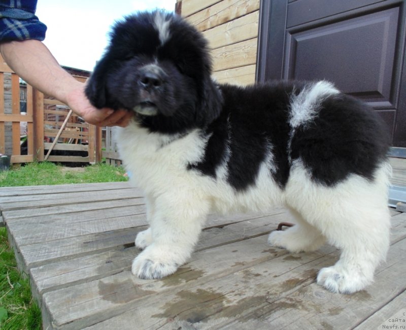 Фото: ньюфаундленд Illulisat ot Karel'skih Medvedey (Иллулисат от Карельских Медведей)