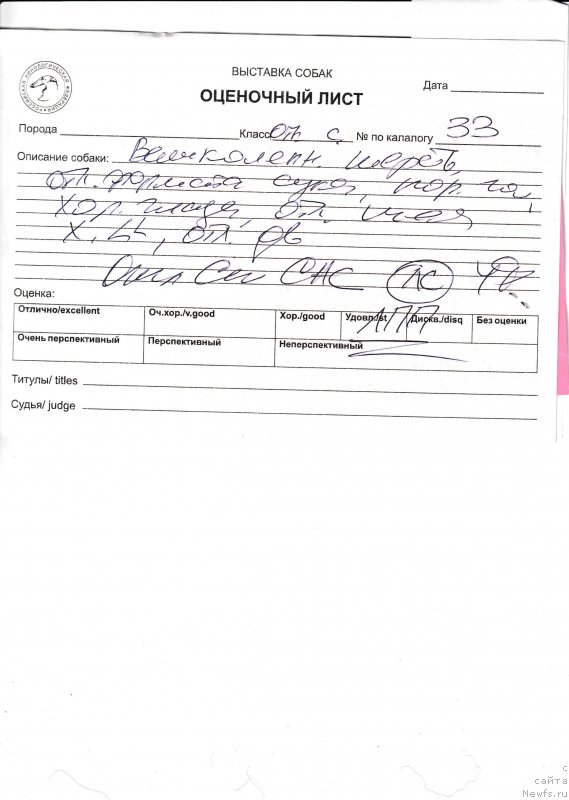 Фото: ньюфаундленд Perseja is Antagrada (Персея из Антаграда)