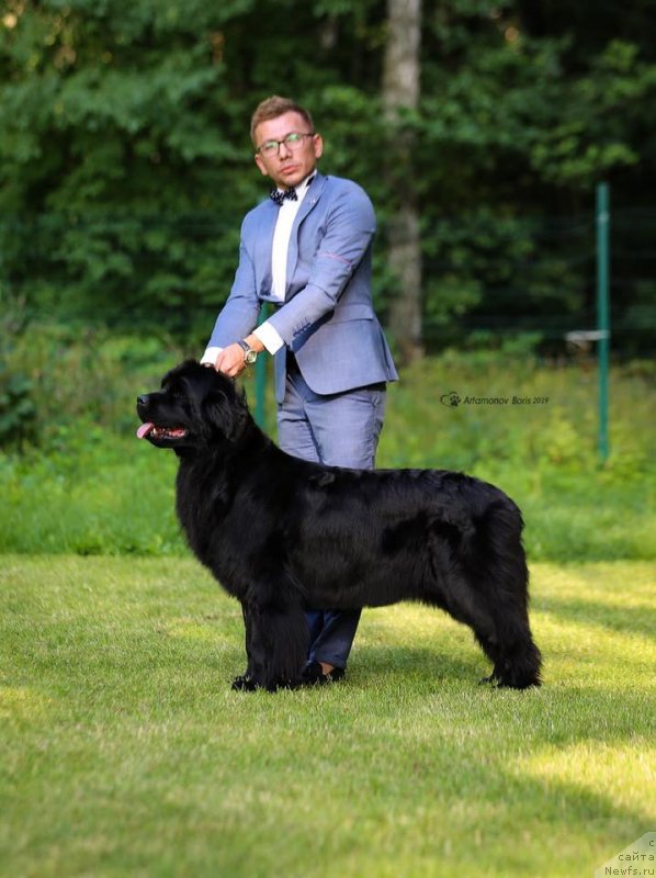 Фото: ньюфаундленд Perseja is Antagrada (Персея из Антаграда)