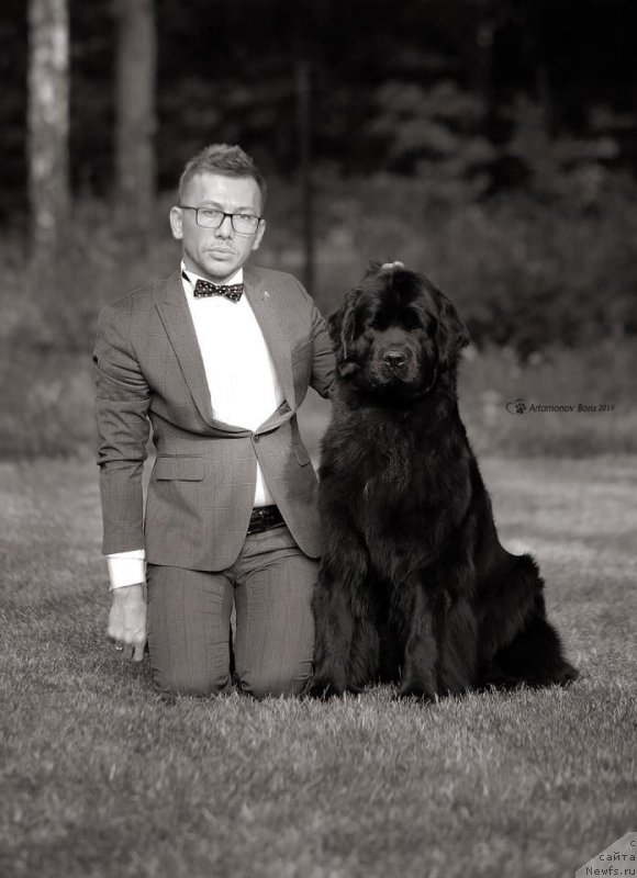 Фото: ньюфаундленд Perseja is Antagrada (Персея из Антаграда)