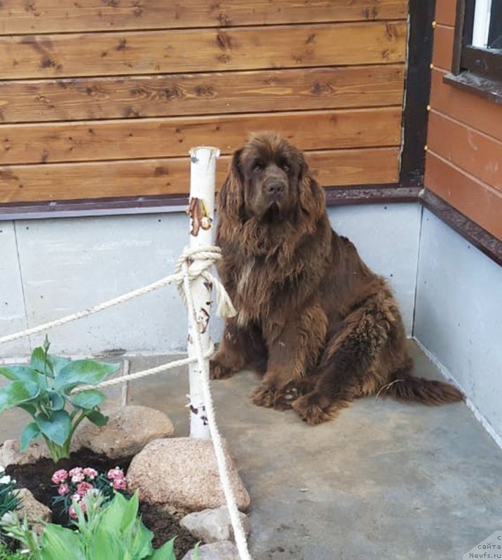 Фото: ньюфаундленд Brownblood MSK Audi Red Less (Браунблад МСК Ауди Рэд Лэсс)