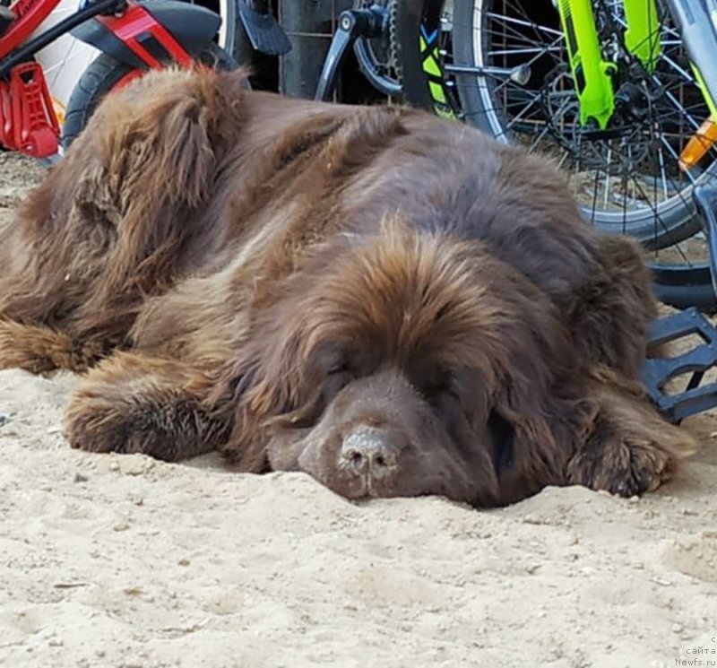 Фото: ньюфаундленд Brownblood MSK Audi Red Less (Браунблад МСК Ауди Рэд Лэсс)