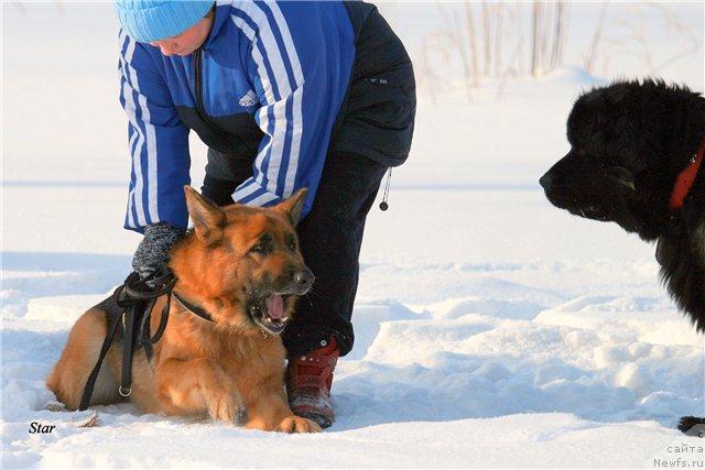 Фото: ньюфаундленд Aksel' Blyek Daymond (Аксель Блэк Даймонд)