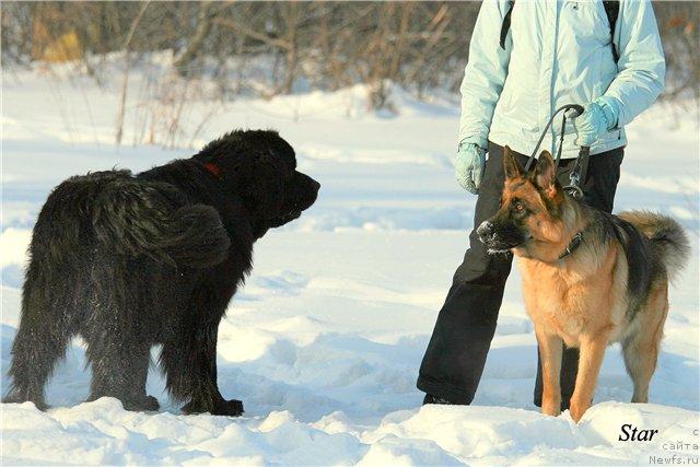 Фото: ньюфаундленд Aksel' Blyek Daymond (Аксель Блэк Даймонд)