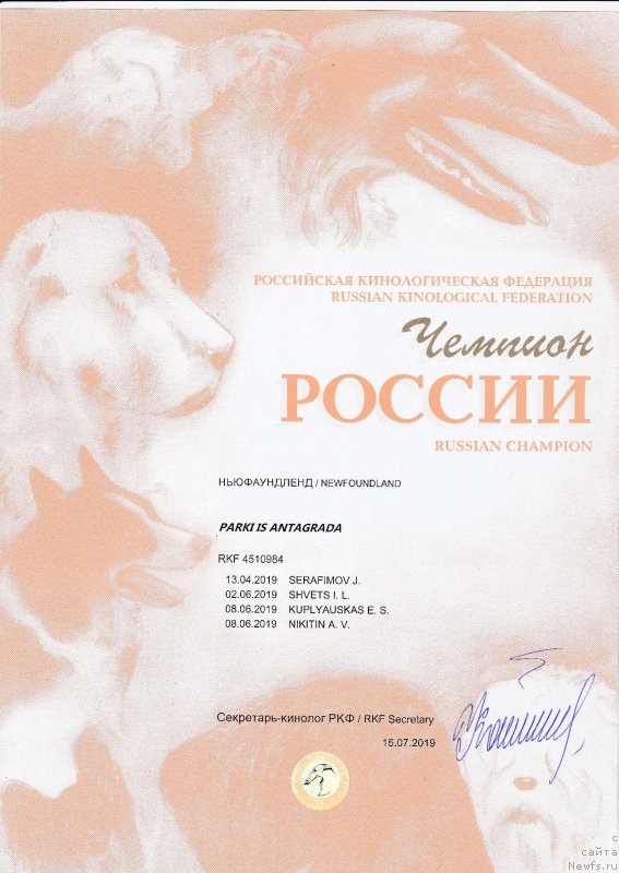 Фото: ньюфаундленд Parki is Antagrada (Парки из Антаграда)