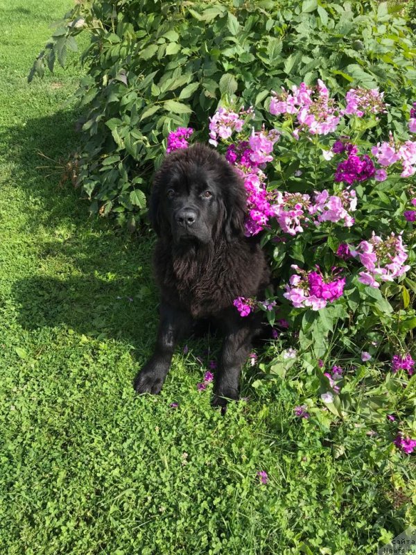 Фотография № 244013