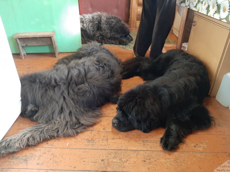 Фотография № 244016