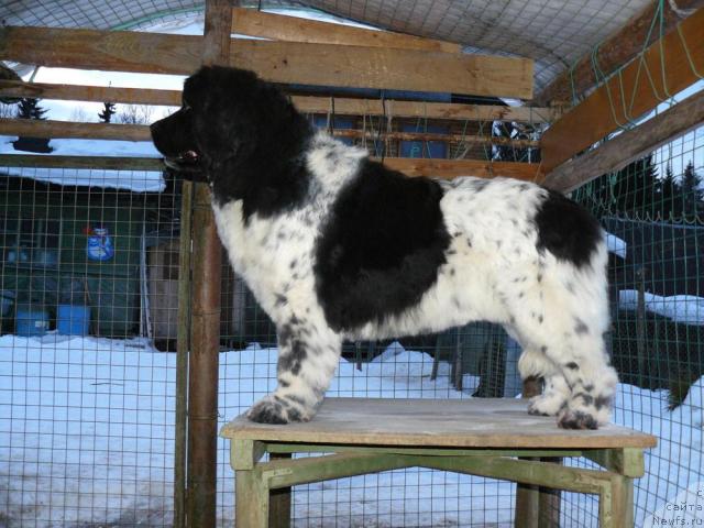 Фото: ньюфаундленд Voshodyashaya Zvezda (Восходящая Звезда)