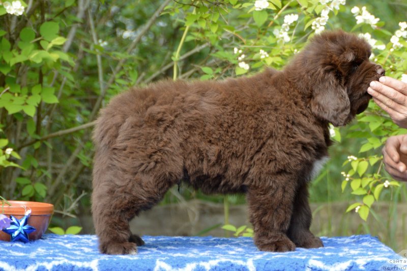 Фото: ньюфаундленд Smigar Dobryiy Ural (Смигар Добрый Урал)
