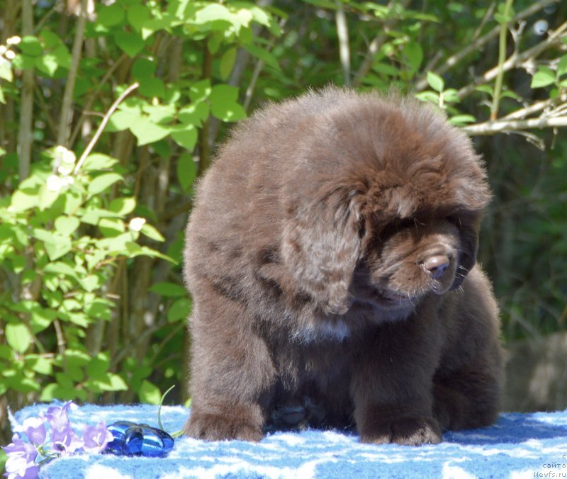 Фото: ньюфаундленд Smigar Dobryiy Ural (Смигар Добрый Урал)