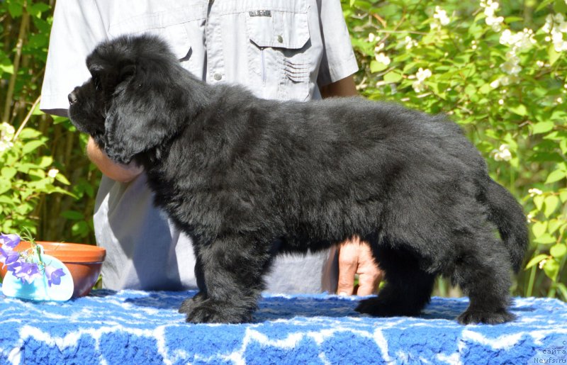 Фото: Смигар Демис Руссос, 2 месяца, ньюфаундленд Sent Djons Yustiniya Yuliya (Сент Джонс Юстиния Юлия)