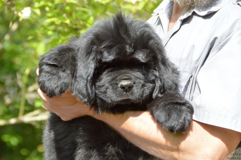 Фото: Смигар Демис Руссос, 2 месяца, ньюфаундленд Sent Djons Yustiniya Yuliya (Сент Джонс Юстиния Юлия)