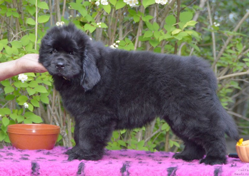 Фото: Смигар Дакота Эдолайн, 2 месяца, ньюфаундленд Sent Djons Yustiniya Yuliya (Сент Джонс Юстиния Юлия)