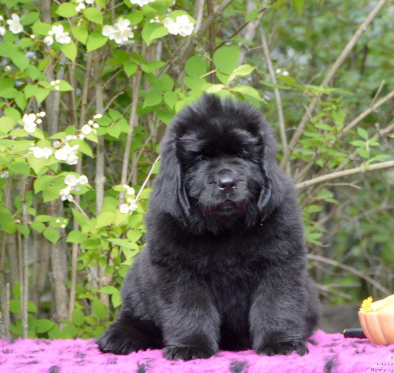 Фото: Смигар Дакота Эдолайн, 2 месяца, ньюфаундленд Sent Djons Yustiniya Yuliya (Сент Джонс Юстиния Юлия)