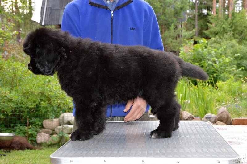 Фото: Смигар Душа Компании, 2 месяца, ньюфаундленд Sent Djons Yustiniya Yuliya (Сент Джонс Юстиния Юлия)