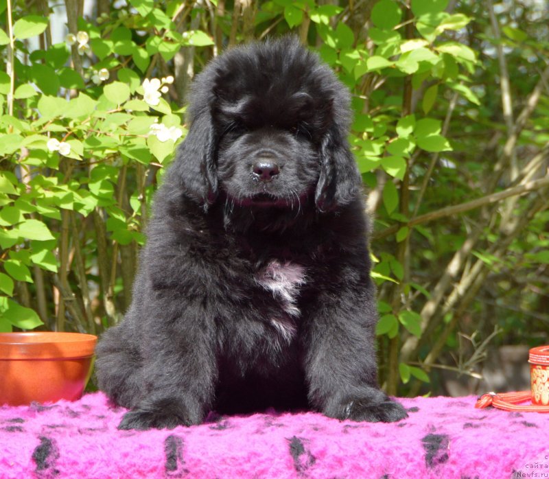 Фото: Смигар Душа Компании, 2 месяца, ньюфаундленд Sent Djons Yustiniya Yuliya (Сент Джонс Юстиния Юлия)