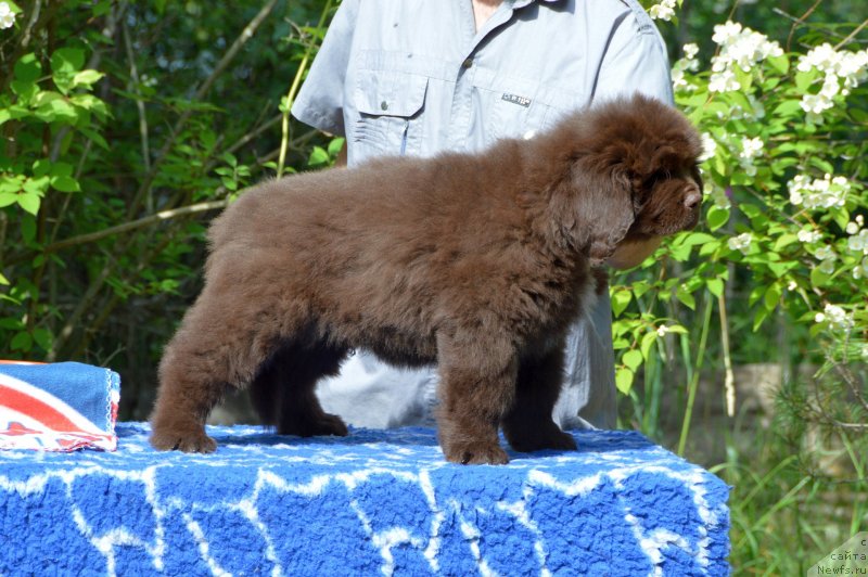 Фото: ньюфаундленд Smigar Deputat Baltiki (Смигар Депутат Балтики)