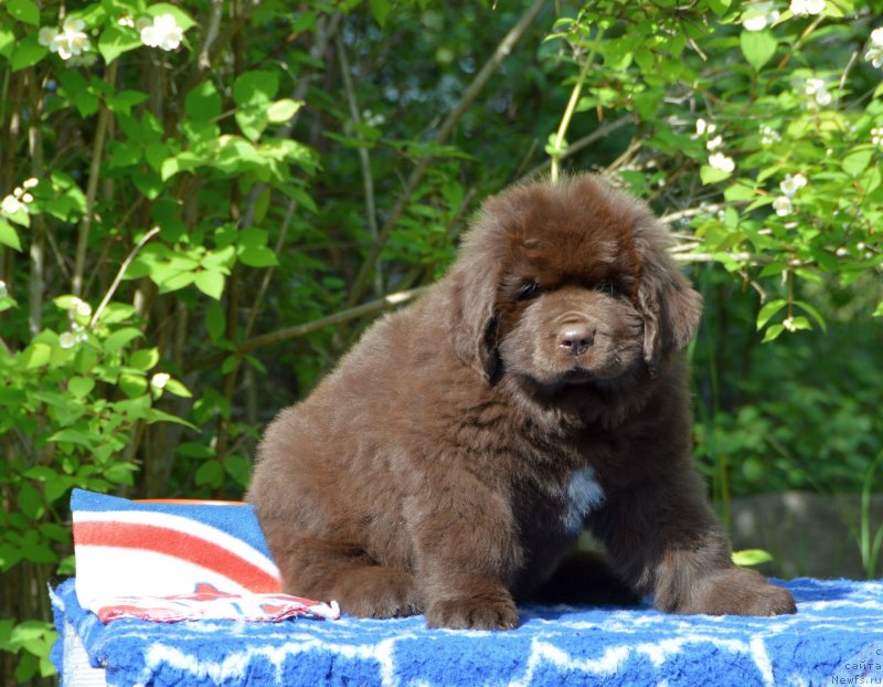Фото: ньюфаундленд Smigar Deputat Baltiki (Смигар Депутат Балтики)