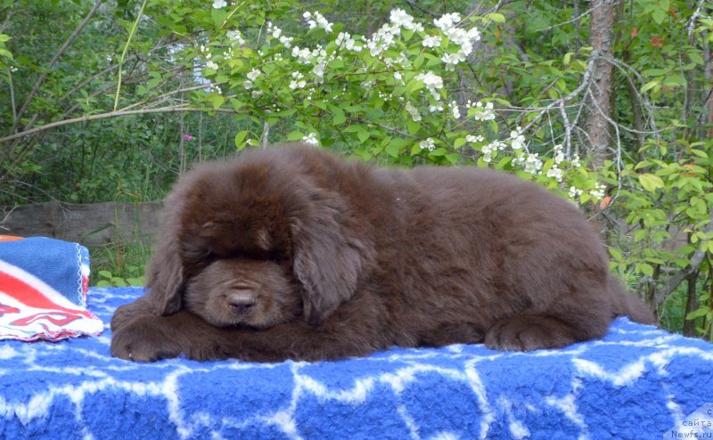 Фото: ньюфаундленд Smigar Deputat Baltiki (Смигар Депутат Балтики)