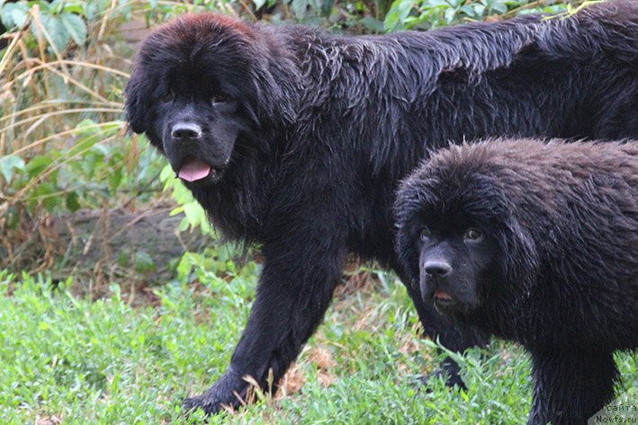 Фотография № 244035