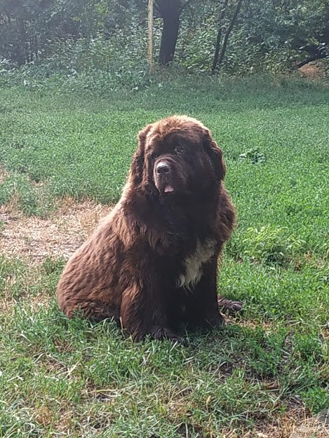 Фото: ньюфаундленд Gospozha Udacha s Berega Dona (Госпожа Удача с Берега Дона)