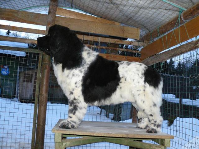Фото: ньюфаундленд Voshodyashaya Zvezda (Восходящая Звезда)