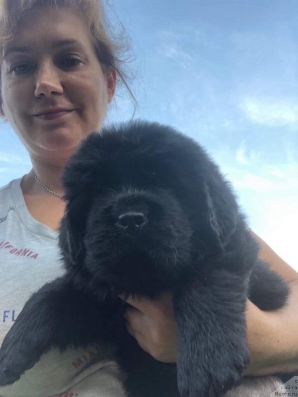 Фото: ньюфаундленд Mon Reve de la Contree du Milieu