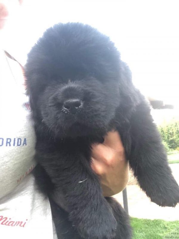 Фото: ньюфаундленд Raymond Best in Show