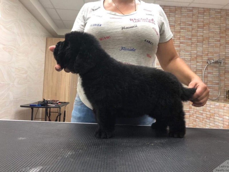 Фото: ньюфаундленд Raymond Best in Show