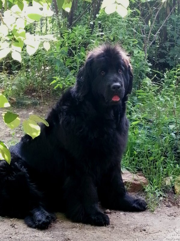 Фото: ньюфаундленд YEvolyuciya iz Antagrada (Эволюция из Антаграда)