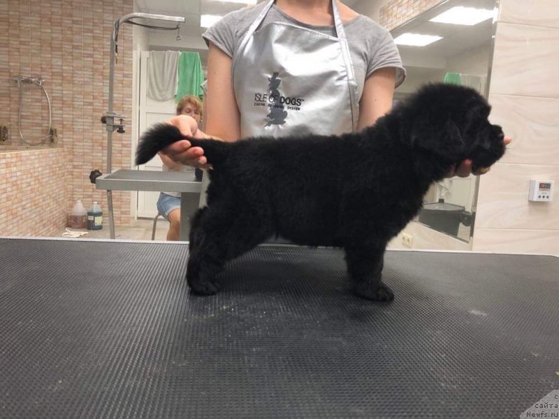 Фото: ньюфаундленд Raymond Best in Show