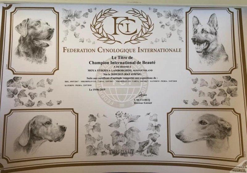 Фото: ньюфаундленд Moya Stikhiya Lamborghini (Моя Стихия Ламборджини)