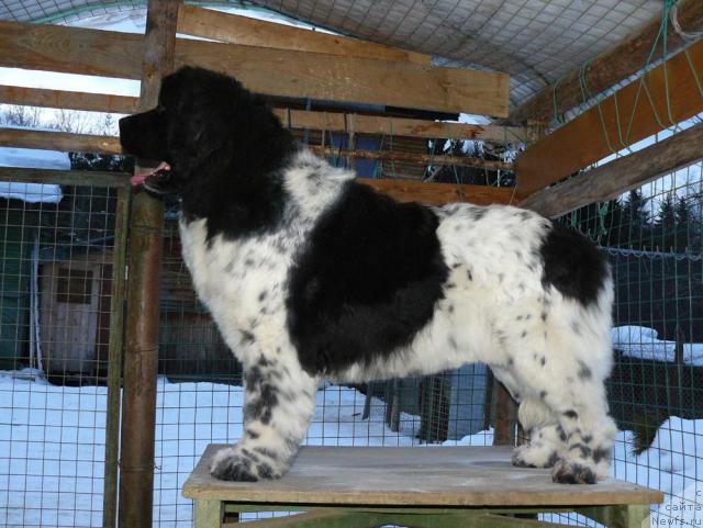 Фото: ньюфаундленд Voshodyashaya Zvezda (Восходящая Звезда)