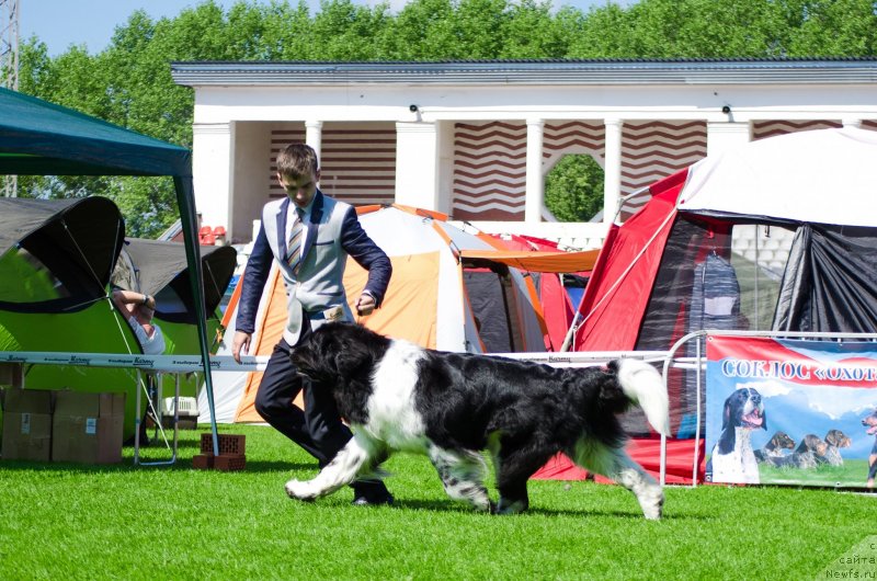 Фото: ньюфаундленд Angels Keeper Nibelung (Энджелс Кипер Нибелунг)