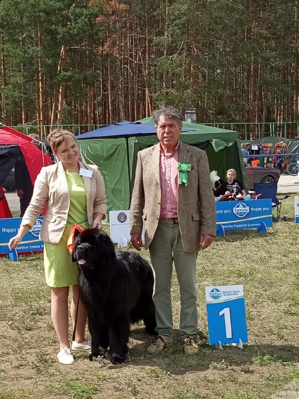 Фото: YUliya Kulinich (Юлия Кулинич), ньюфаундленд Belkonder-Klab Marsel'eza (Белкондер-Клаб Марсельеза), Эксперт Schimpf, Otto / Отто Шимпф (Австрия)