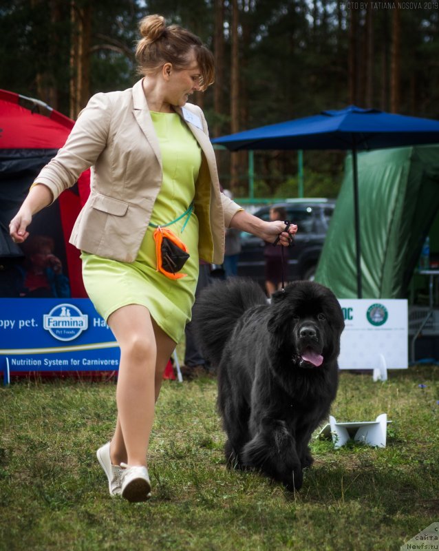 Фото: YUliya Kulinich (Юлия Кулинич), ньюфаундленд Belkonder-Klab Marsel'eza (Белкондер-Клаб Марсельеза)