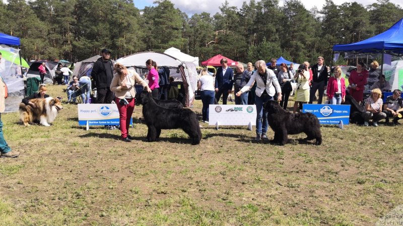 Фото: ньюфаундленд Belkonder-Klab Marsel'eza (Белкондер-Клаб Марсельеза), YUliya Kulinich (Юлия Кулинич), Супер Премиум Ялта