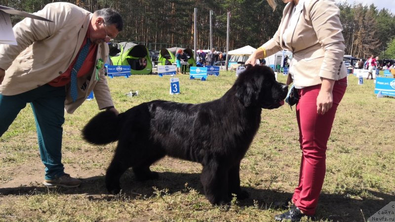 Фото: Эксперт Parmiciano, Vincenzo / Винченцо Пармичано (Италия), ньюфаундленд Belkonder-Klab Marsel'eza (Белкондер-Клаб Марсельеза), YUliya Kulinich (Юлия Кулинич)
