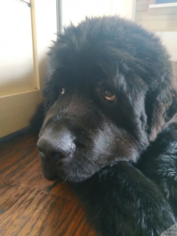 Фото: ньюфаундленд Plushevaya Panda Yar (Плюшевая Панда Яр)