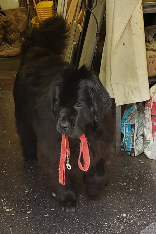 Фото: ньюфаундленд Chernaya Mafia Аngel Among Us (Черная Мафия Ангел Амонг Ус)