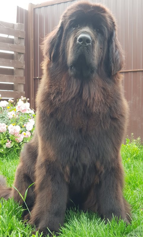 Фото: ньюфаундленд Lyubeznaya Nezhnaya Laura (Любезная Нежная Лаура)