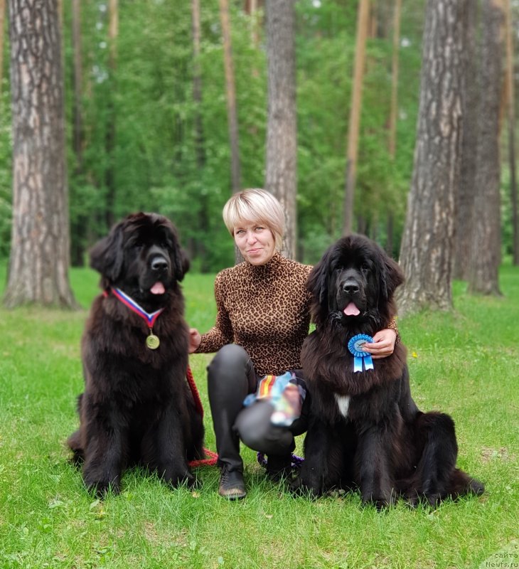 Фото: ньюфаундленд Lyubeznaya Nezhnaya Laura (Любезная Нежная Лаура), ньюфаундленд Laskoy Sogrevayuschaya Laika (Лаской Согревающая Лаика), Elena Kazanceva (Елена Казанцева)