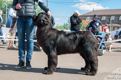 Фото: ньюфаундленд Laskoy Sogrevayuschaya Laika (Лаской Согревающая Лаика)