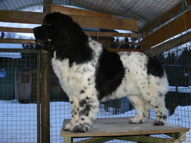 Фото: ньюфаундленд Voshodyashaya Zvezda (Восходящая Звезда)