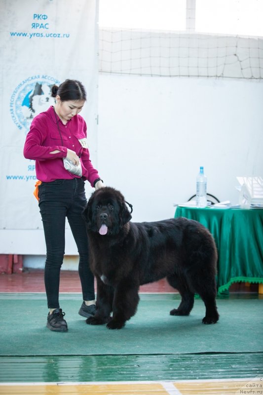Фото: ньюфаундленд N'yufort Paradayz Revolyushen (Ньюфорт Парадайз Революшен)
