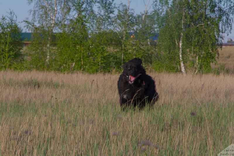 Фото: ньюфаундленд N'yufort Paradayz Revolyushen (Ньюфорт Парадайз Революшен)