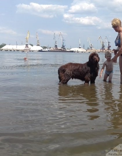 Фото: ньюфаундленд Njufort Pacifik (Ньюфорт Пацифик)