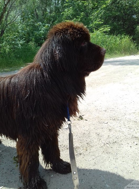 Фото: ньюфаундленд Njufort Pacifik (Ньюфорт Пацифик)